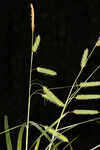 Cypress swamp sedge